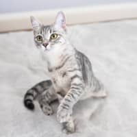Photo of Willow