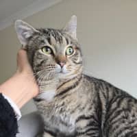Photo of Pascall