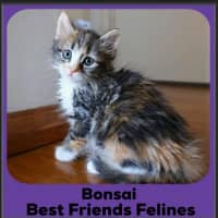 Photo of Bonsai 
