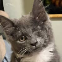 Photo of Tank ( Was Leela )