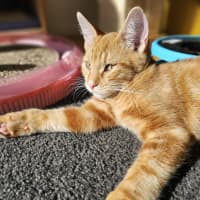 Photo of Splat