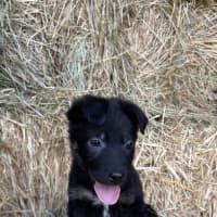 Photo of Truffle