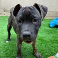 Photo of Aston Martin