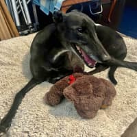 Photo of Meli, The Greyhound