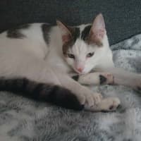 Photo of Shuno (Assisted Rehome)