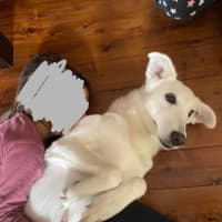 Photo of Trixie 🩷