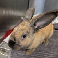 Photo of Caramel