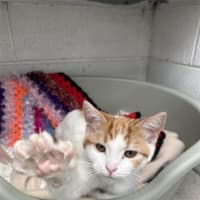 Photo of Starsky