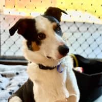 Photo of Toby   2 Year Old Border Collie