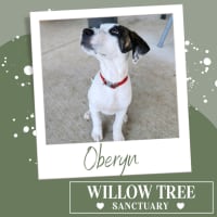 Photo of Oberyn