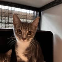Photo of Strawberry