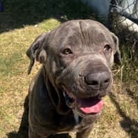 Photo of Koda (1068)