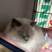 Photo of Lolly