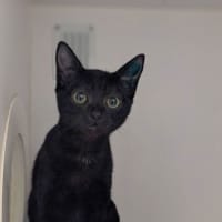Photo of Raven