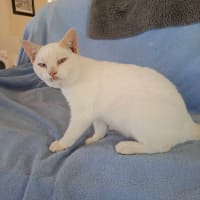 Photo of Strudel