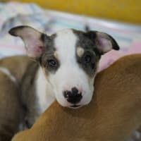 Photo of Whiskey