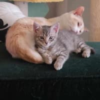 Photo of Brussel Sprout   Located In Northcote