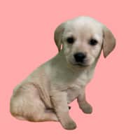 Photo of Maple Woods