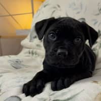 Photo of Oscar 