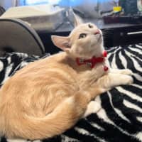 Photo of Rudolph 🦌