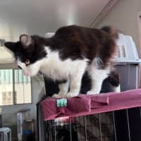 Photo of Bobbit