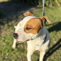 Photo of Goose (8850)
