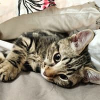 Photo of Mister Mason Munchy 