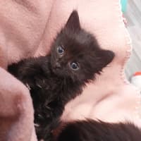 Photo of Benji (Female)