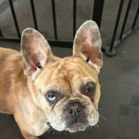 Photo of Luna Wensleydale