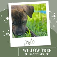 Photo of Xylo