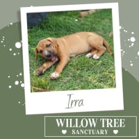 Photo of Irra