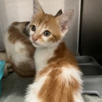 Photo of Peaches
