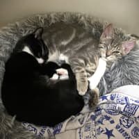 Photo of Marlowe