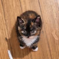 Photo of Fifi