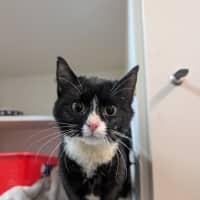 Photo of Pebbles