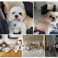 Photo of Peppa And Bucky 