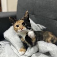 Photo of Toffee