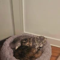 Photo of Sage And Tortellini