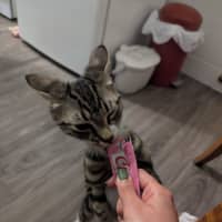 Photo of Bean