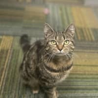 Photo of Tigger