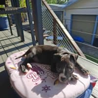 Photo of Lola   10 Week Old Boxer X