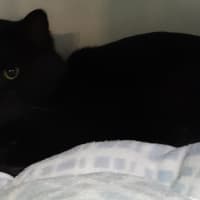 Photo of Bogey