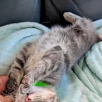 Photo of Einstein Meet Me@Petstock Chelsea Store