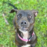 Photo of Buttercup