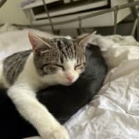 Photo of Hiccup (With Astrid)