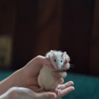 Photo of Toad & Beetle