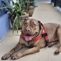 Photo of Bandit
