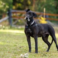 Photo of Chuck   11 Year Old Bullmastiff