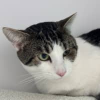 Photo of Winston