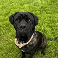 Photo of Billie *$350 Adoption Fee*